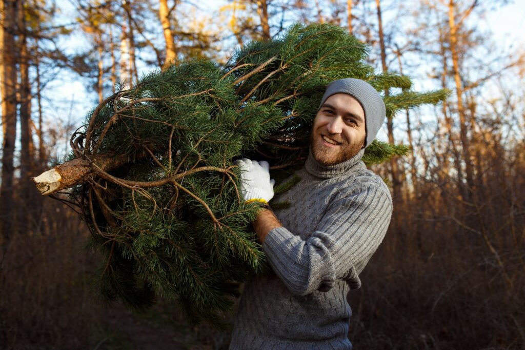Young man is carrying christmas tree in the wood. men with a beard bears home a Christmas tree.